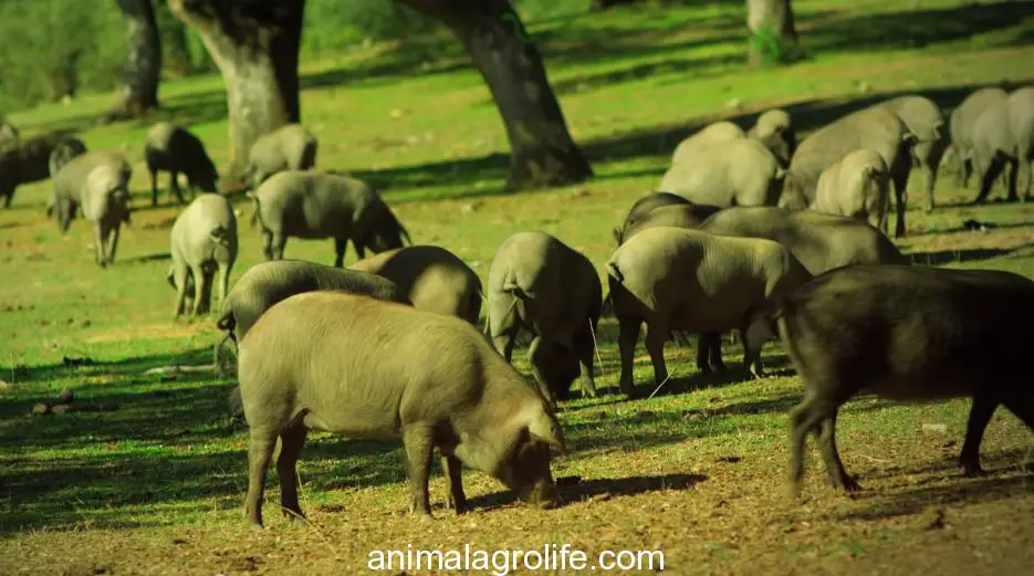 What Is a Black Iberian Pig?