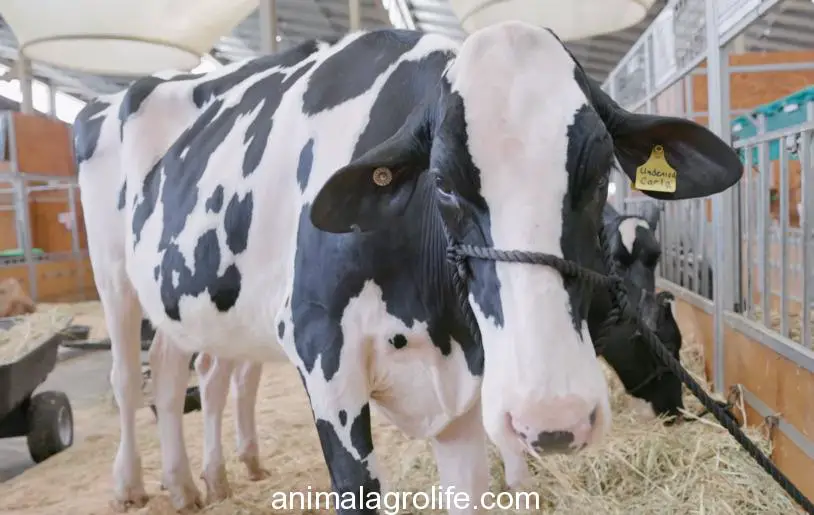 The Holstein Breed