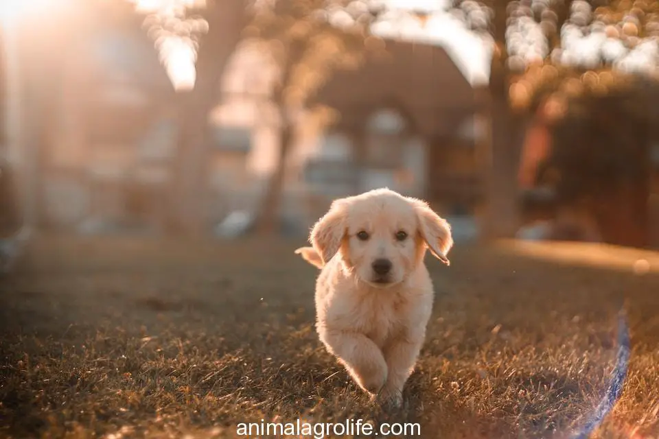 yellow Labrador puppy running on field,Faqs About can puppies be spayed at 3 months