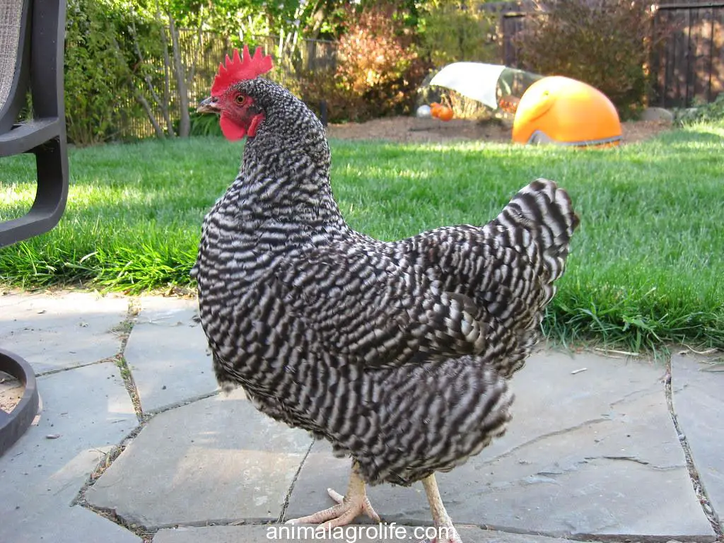 how long do Plymouth rock chickens lay eggs
