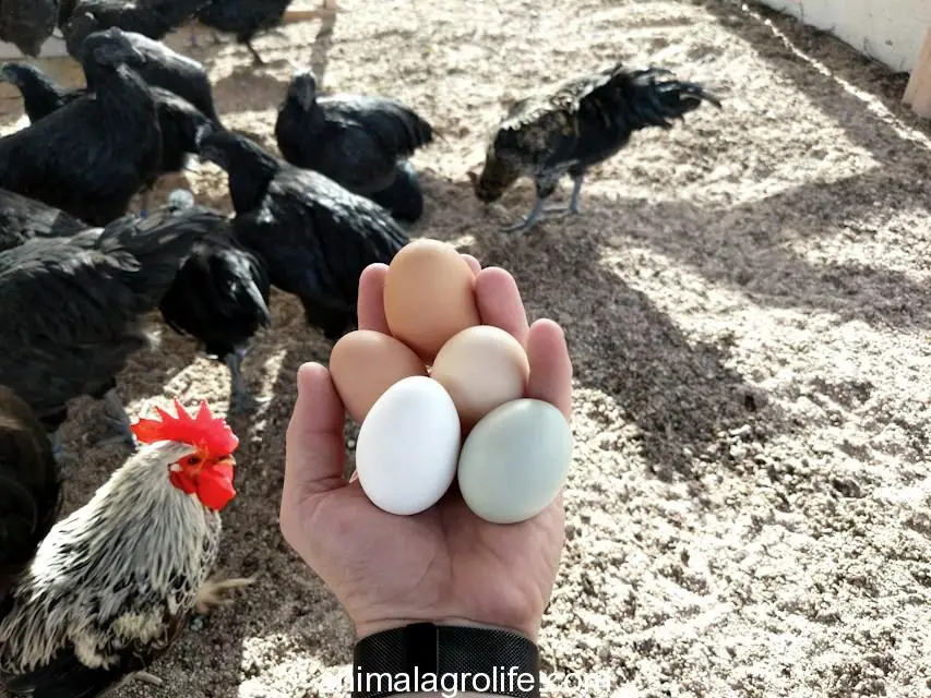 person clutching five eggs by chickens,Chicken Egg Profit Calculator
