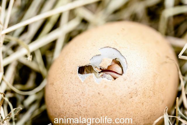 how long for chicken eggs to hatch naturally