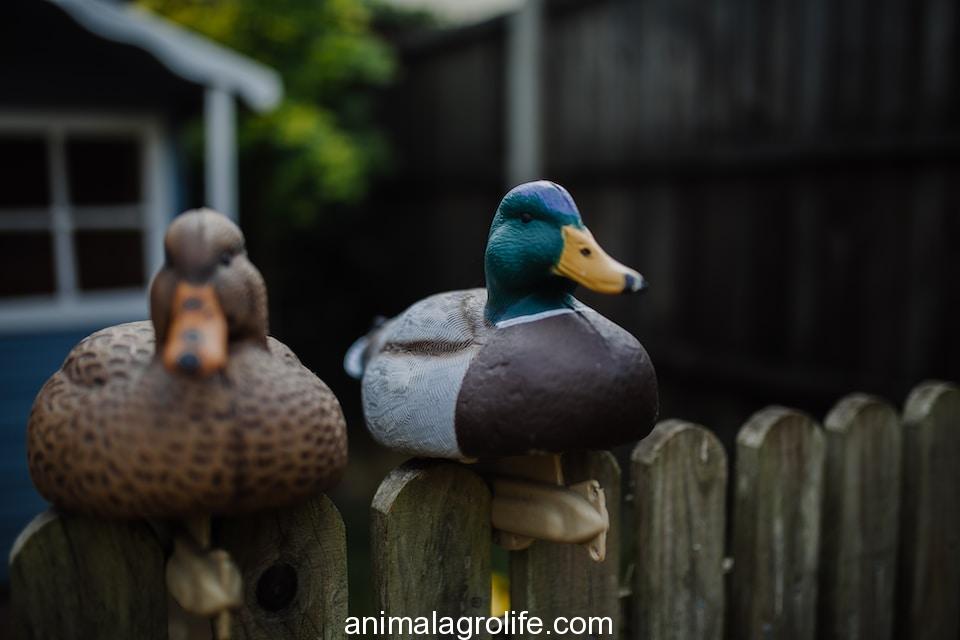 two duck figurines on fence