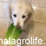 can dogs eat romaine lettuce?