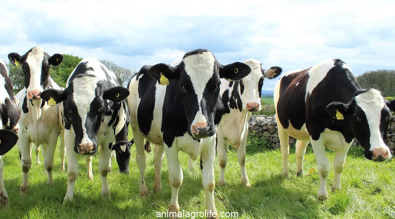 holstein cattle, cows, heifers, Holstein cattle characteristics