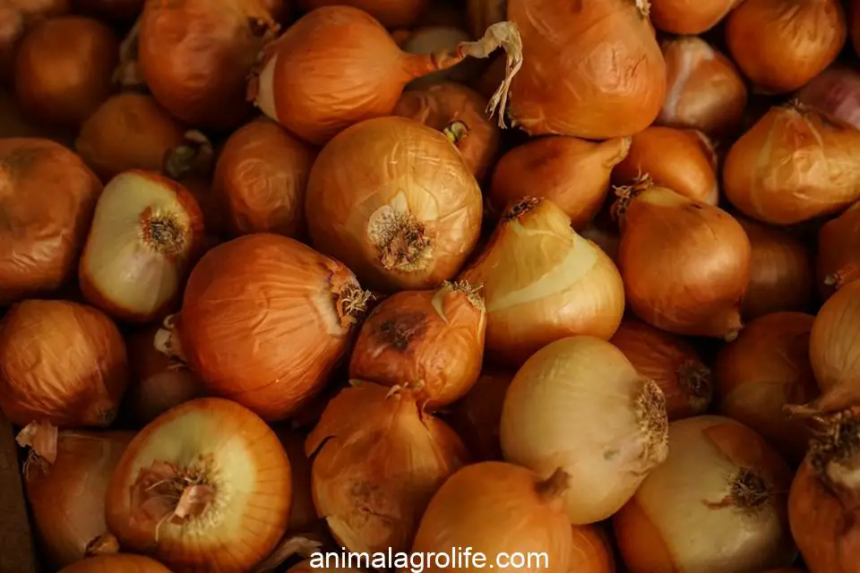 stack of onion bulbs, Can Chickens Eat Cooked Onion