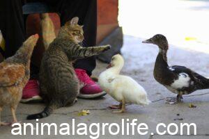 how much dry food to feed a cat calculator, the cat, the duck, chicken
