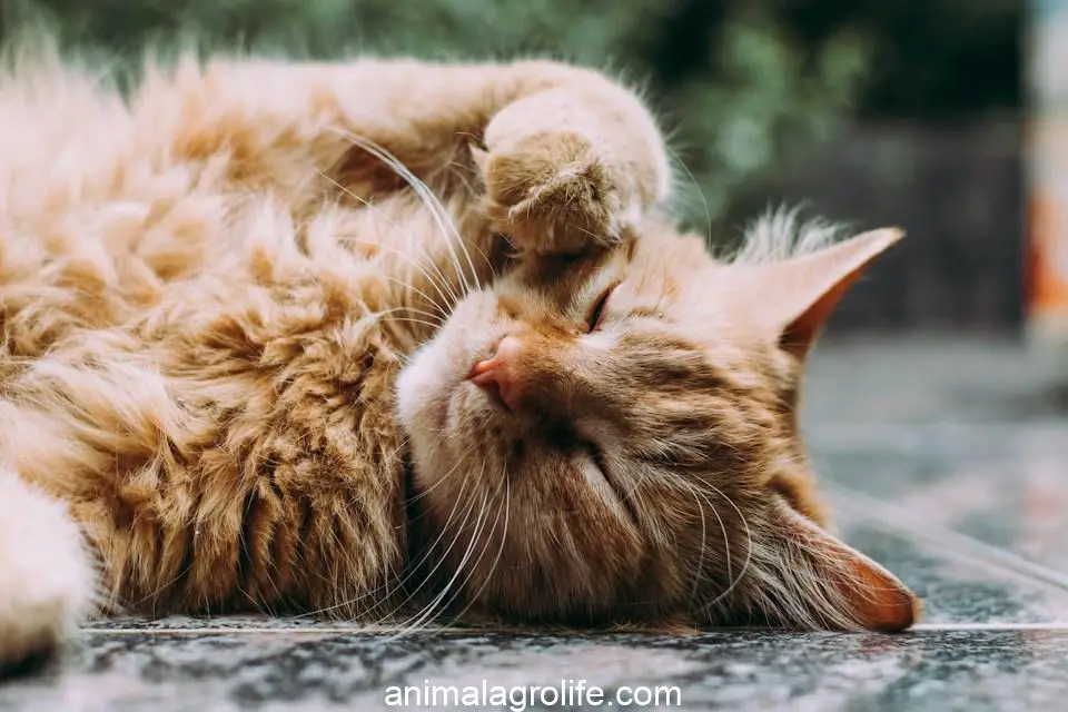 orange Persian cat sleeping, will my cat be more affectionate after being neutered