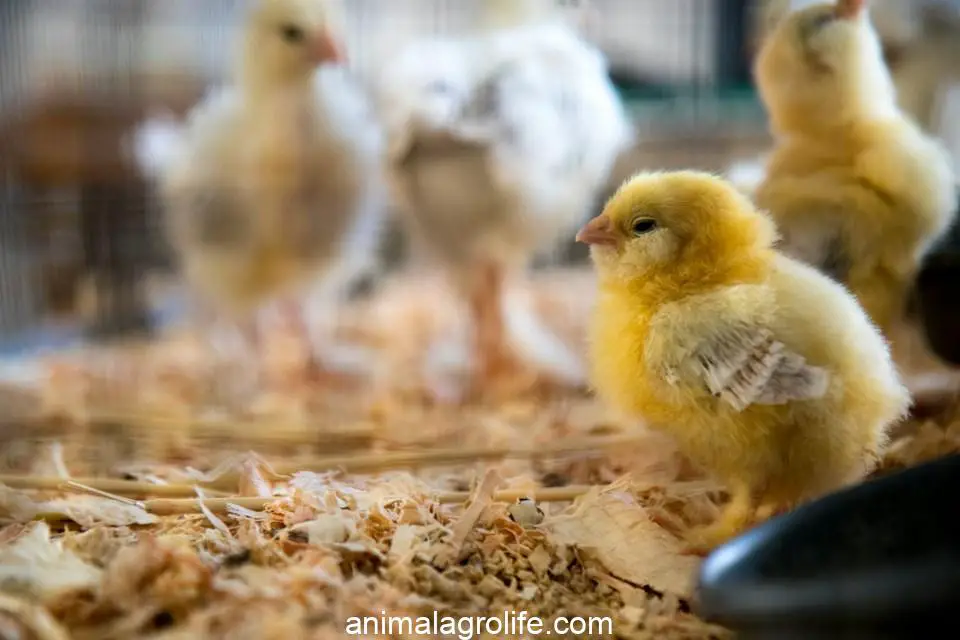 shallow focus photography of yellow chick, when can chicks go outside without a heat lamp