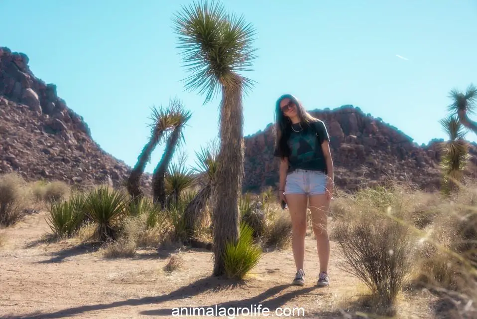 IS Yucca Plant Toxic to Dogs, woman in black shirt standing near green palm tree during daytime