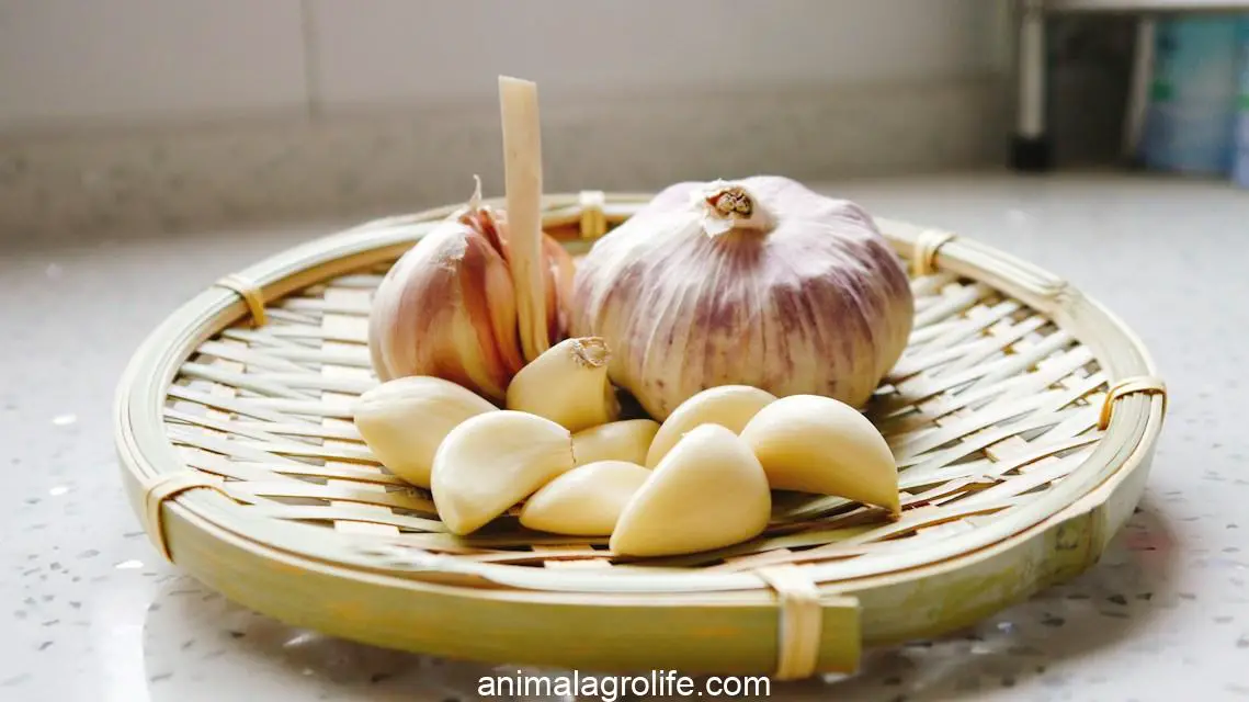 a basket of garlic and garlic bulbs on a counter, How Long After Eating Garlic Will a Dog Get Sick