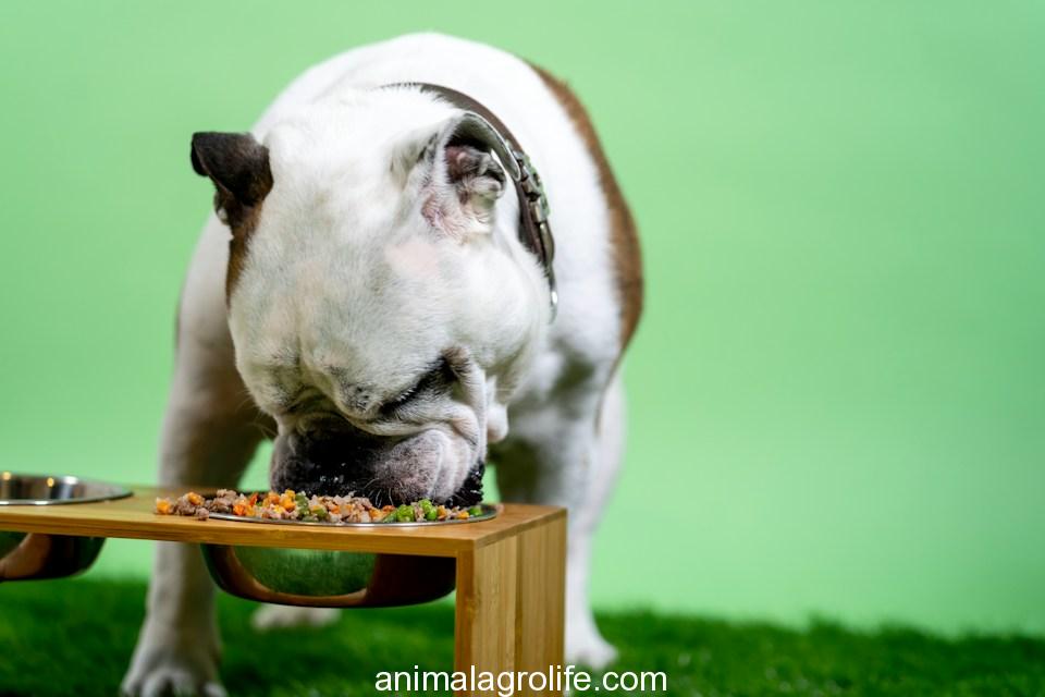 white and brown english bulldog on brown wooden table, Can Dogs Eat Chicken Pot Pie