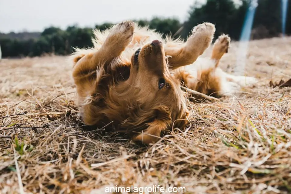 why do dogs kick up grass after they poop ,adult gold golden retriever lying on floor