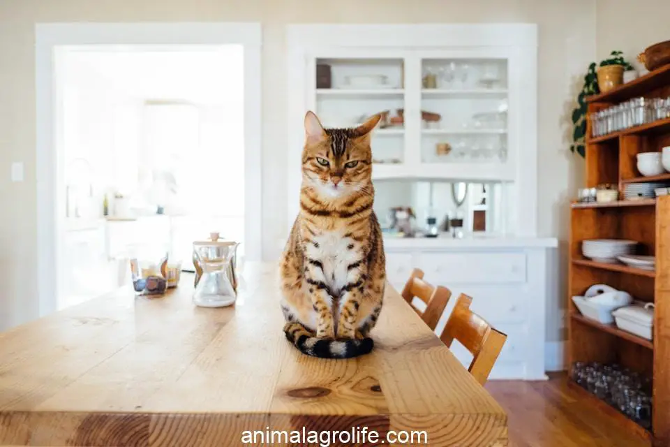 how much dry food to feed a cat calculator, orange and white tabby cat sitting on brown wooden table in kitchen room