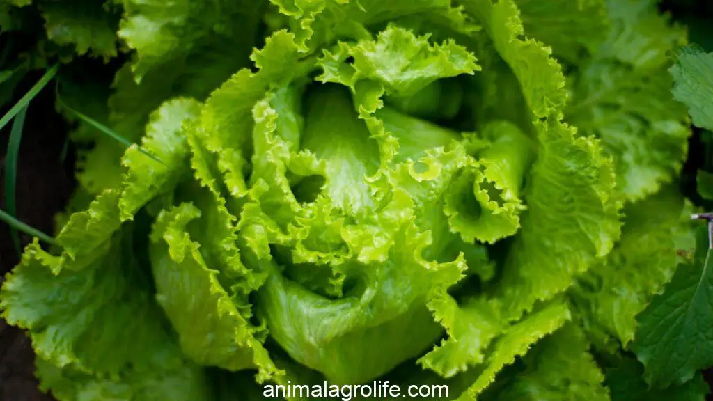 can dogs eat romaine lettuce, green leaf vegetable in close up photography