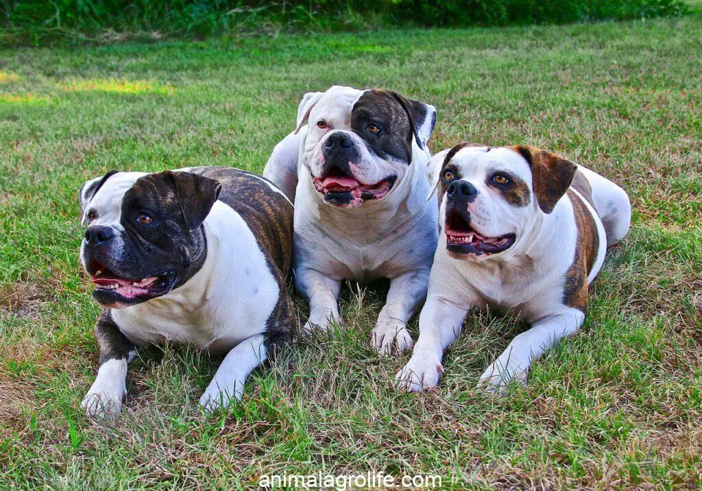 Most Dangerous Dog Breeds, american bulldogs, 3 dogs, dogs laying down