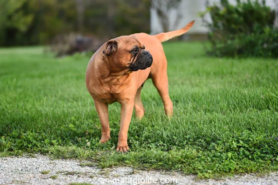 Most Dangerous Dog Breeds, Dog on Green Grass Field