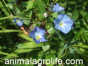 Are Morning Glories Poisonous to Chickens