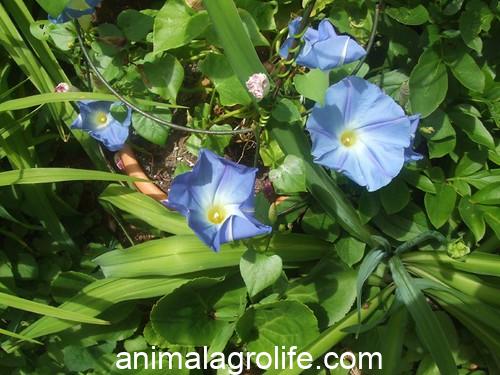 Are Morning Glories Poisonous to Chickens