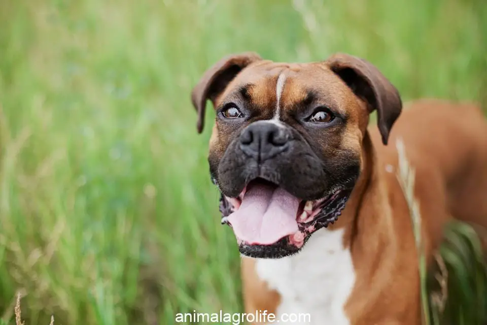 Most Dangerous Dog Breeds, short-coated brown dog on green grass field