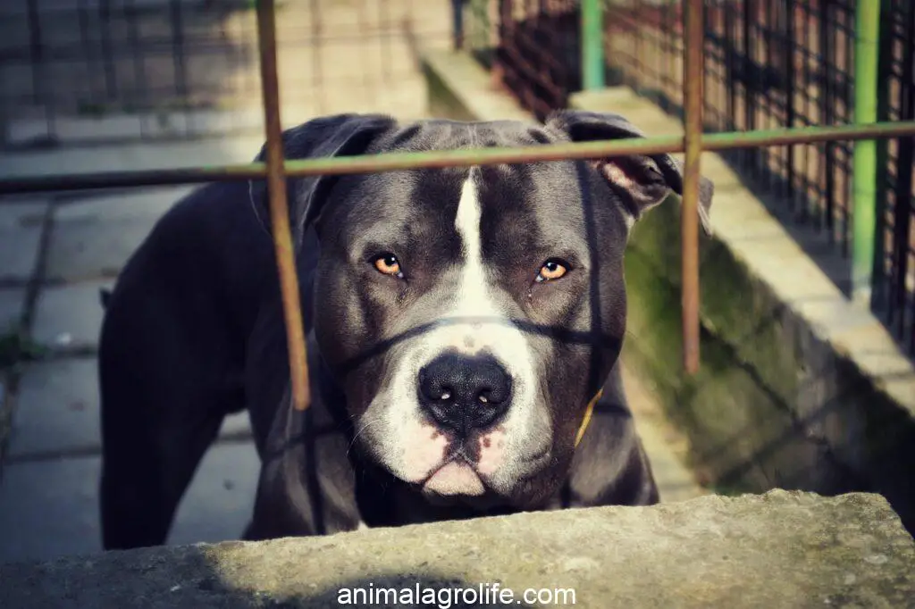 Most Dangerous Dog Breeds, animal, dog, pit bull