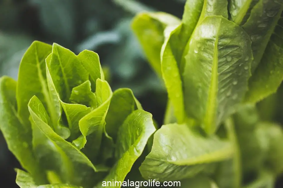 can dogs eat romaine lettuce, selective focus photography of gree plant