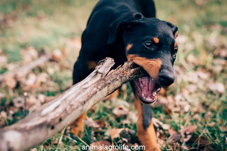 Most Dangerous Dog Breeds, dog eating wood log