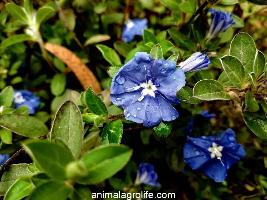 Are Morning Glories Poisonous to Chickens, blue flower in tilt shift lens