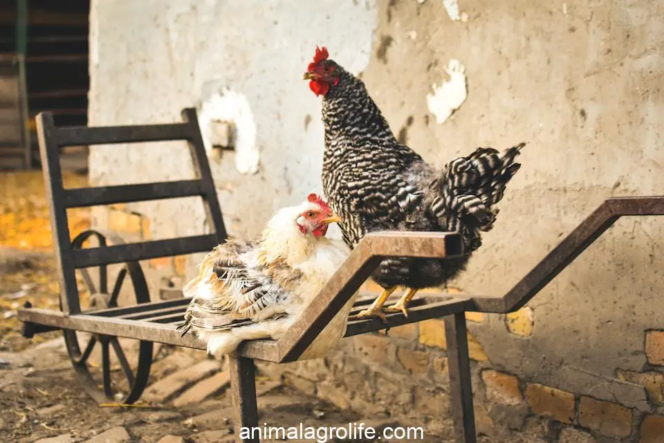 best chickens to raise for eggs, a couple of chickens on a table