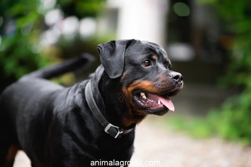 Most Dangerous Dog Breeds, a dog with its mouth open