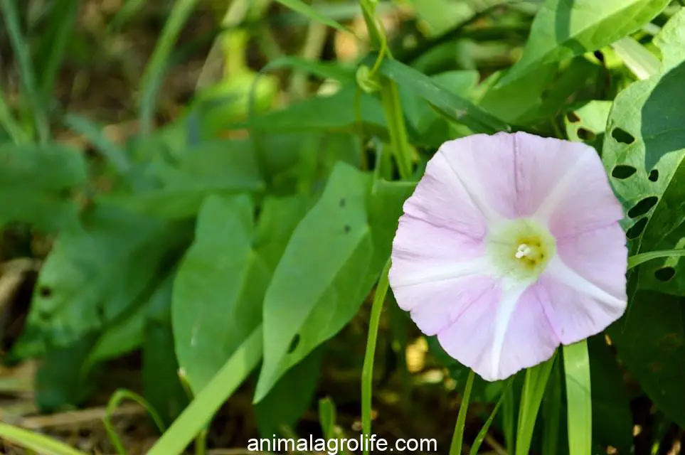 Are Morning Glories Poisonous to Chickens, a pink flower is growing in the grass