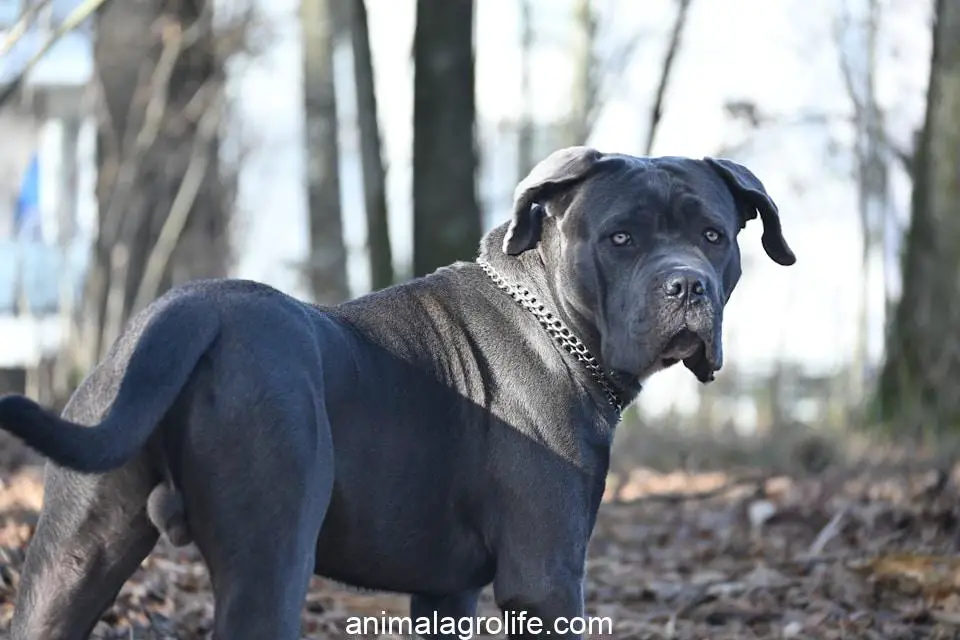 Most Dangerous Dog Breeds, a large black dog standing on top of a leaf covered ground