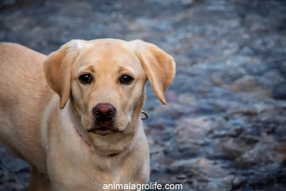 Most Dangerous Dog Breeds, yellow labrador retriever on ground