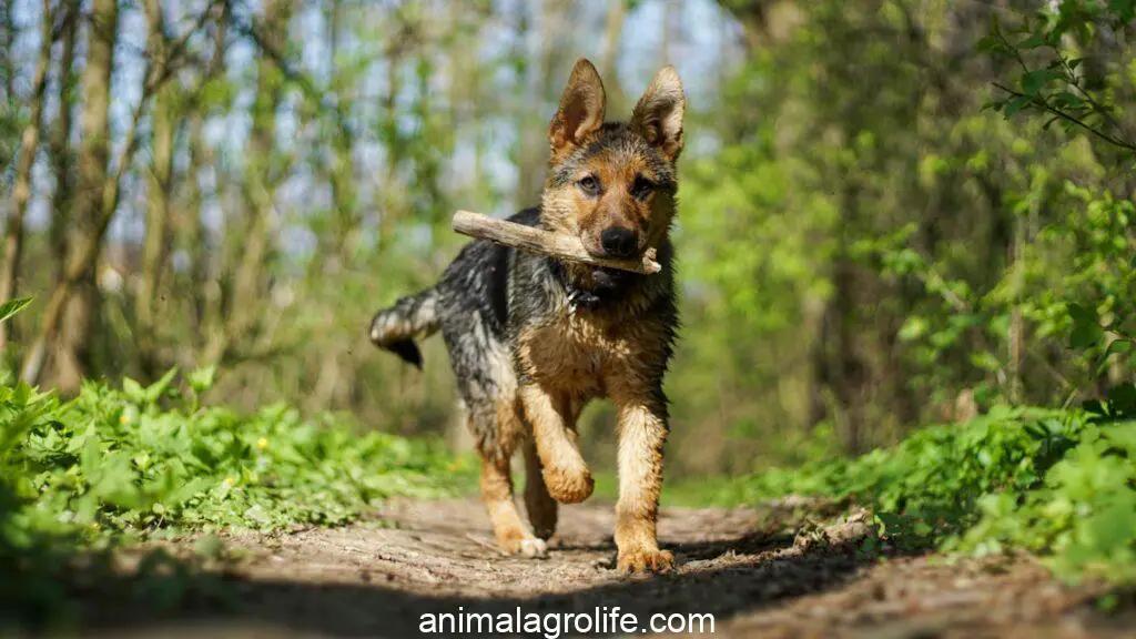 Most Dangerous Dog Breeds, adult brown and black German shepherd running near trees