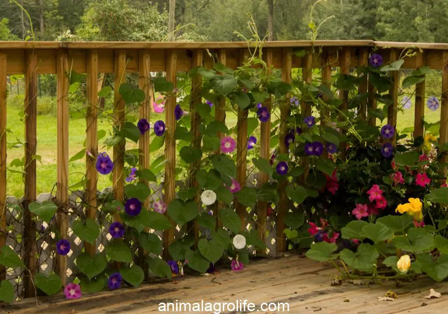 Are Morning Glories Poisonous to Chickens, a garden with flowers