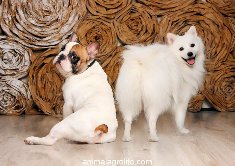 can dogs feel their tail, two small white dogs standing next to each other