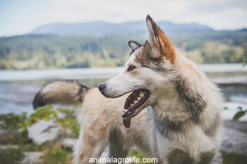 can dogs feel their tail, brown and white Siberian husky standing near river