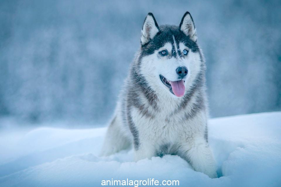 Most Dangerous Dog Breeds, Alaskan Malamute walking on snow field
